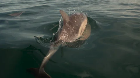 Common Dolphins Slow Motion Stock Footage 68515031