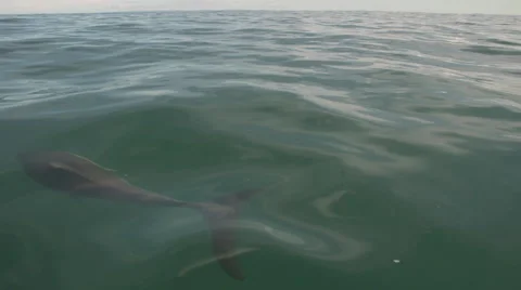 Common Dolphins Slow Motion Stock Footage 68517185