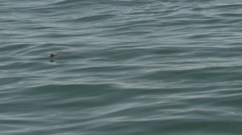 Common Dolphins Slow Motion Stock Footage 68517186