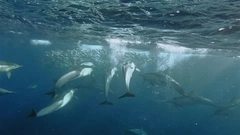 Common dolphins slowly pushing through a sardine baitball near the ocean su.. Stock Footage 342333240