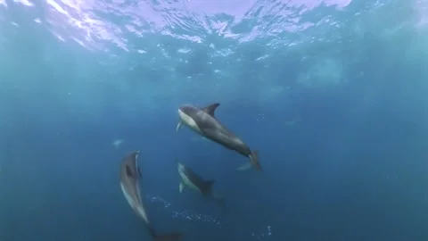 Common dolphins surrounding a bait ball during the Sardine Run, South Africa Stock Footage 340230581