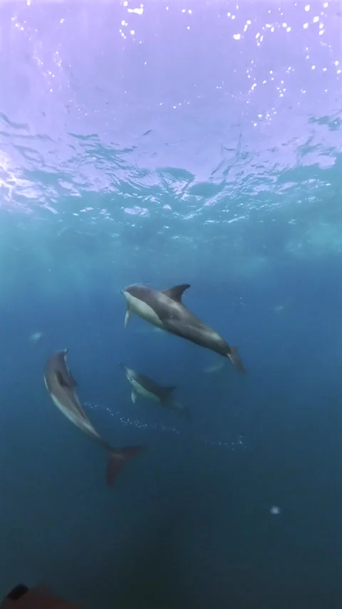 Common dolphins surrounding a bait ball during the Sardine Run, South Africa Stock Footage 340230587