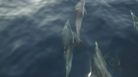 Common Dolphins swimming alone side a boat Stock Footage 46942739