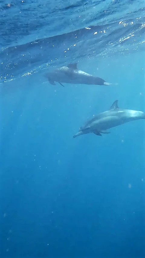 Common dolphins swimming just below the ocean surface Stock Footage 342319409