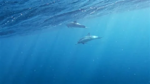 Common dolphins swimming just below the ocean surface Stock Footage 342319411
