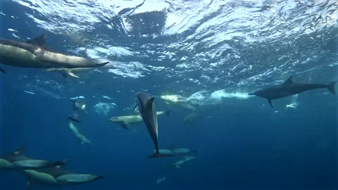 Common dolphins turning around a sardine baitball during the Sardine Run in.. Stock Footage 342333835
