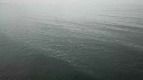 Common dophins in dark water Stock-Footage 170216665