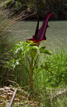 Common dracunculus Stock Photos