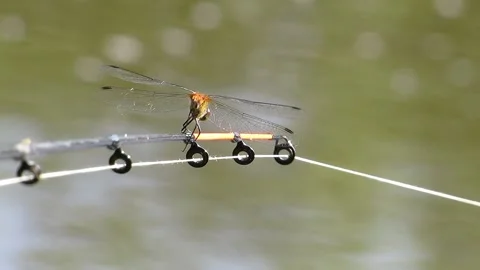 Common dragonfly at the end of the feeder close-up Stock Footage 156677398