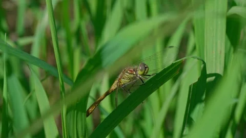 Common dragonfly Stock Footage 318295271