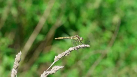 Common dragonfly, male. Stock Footage 329065591
