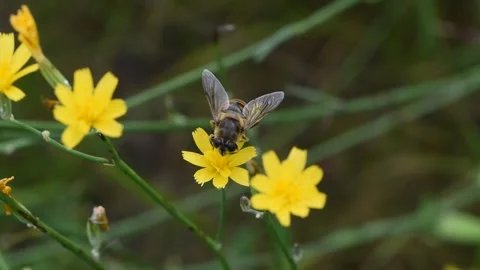 Common Drone Fly (Eristalis tenax) macro footage Stock Footage 251126355