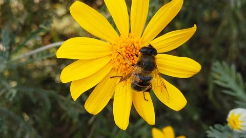 Common Drone Fly on a Golden Shrub Daisy (Slow Motion) Stock Footage 122241568