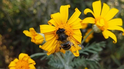 Common Drone Fly on a Golden Shrub Daisy (Slow Motion) Stock Footage 122242409