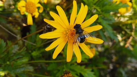 Common Drone Fly on a Golden Shrub Daisy (Slow Motion) Stock Footage 122246946