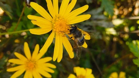 Common Drone Fly on a Golden Shrub Daisy (Slow Motion) Stock Footage 122247219