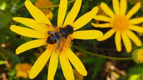 Common Drone Fly on a Golden Shrub Daisy (Slow Motion) Stock Footage 122247531