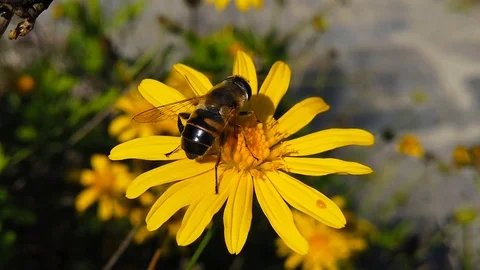 Common Drone Fly on a Golden Shrub Daisy (Slow Motion) Stock Footage 122247879