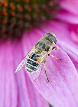 Common drone fly resting on pink flower Stock Photos