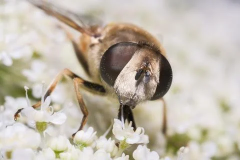 Common Drone Fly Resting on White Summer Bloom Macro Nature. Stock Photos