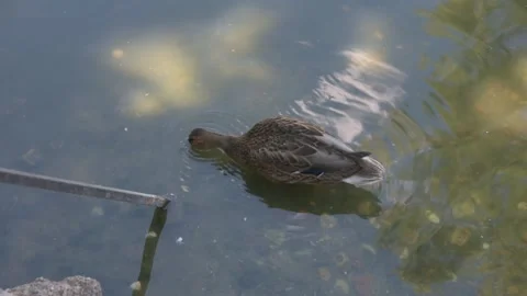 COMMON DUCK DRINKING WATER AT THE POND. Stock Footage 137940292