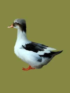 Common duck Stock Illustration