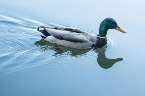 Common Duck Stock Photos