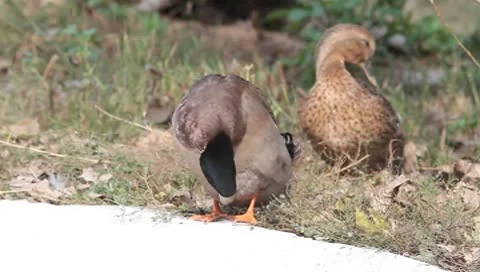 Common ducks (mallards) resting on the shore / Anas platyrhynchos Stock Footage 8841331