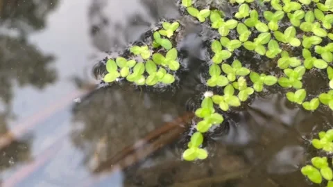 Common Duckweed and tree reflections on calm water surface Video stock 312096875