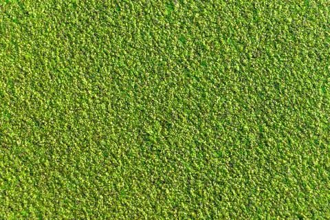 The common duckweed forming dense floating carpet across calm pond surface Stock Photos