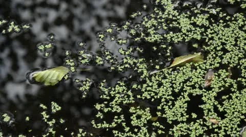 Common duckweed (Lemna minor) Stock Footage 13414431