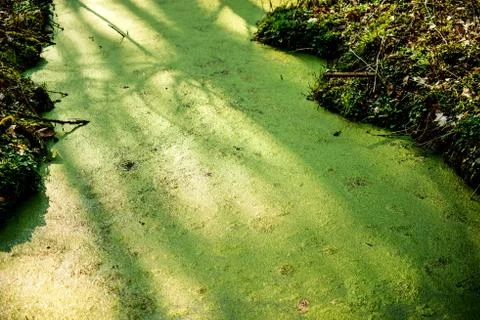 Common duckweed on the surface of a pond Stock Photos