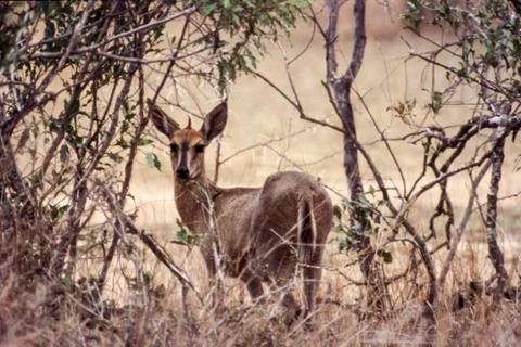 Common Duiker Stock Photos