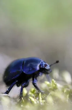 Common dung beetle - Stack of 7 images Foto stock