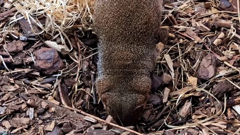 Common dwarf mongoose digging actively in dry mulch and straw looking for Stock-Footage 348806132