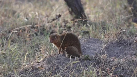 Common Dwarf Mongoose female suckle baby Stock Footage 201124497
