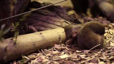 The common dwarf mongoose Helogale parvula Stock Footage 103052708