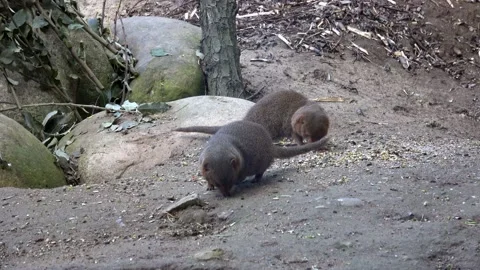 Common dwarf mongoose (Helogale parvula) small African carnivore Stock Footage 188786225