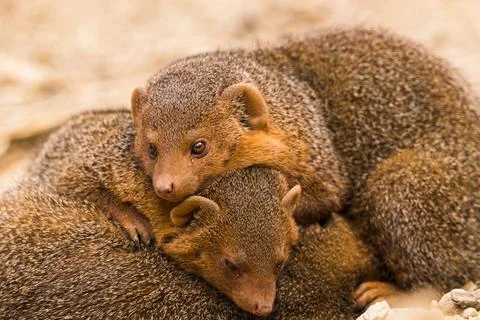 Common dwarf mongoose lying on one another Stock Photos