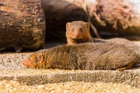 Common dwarf mongoose pair Stock Photos
