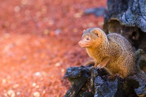 Common dwarf mongoose peers out of a log Stock Photos
