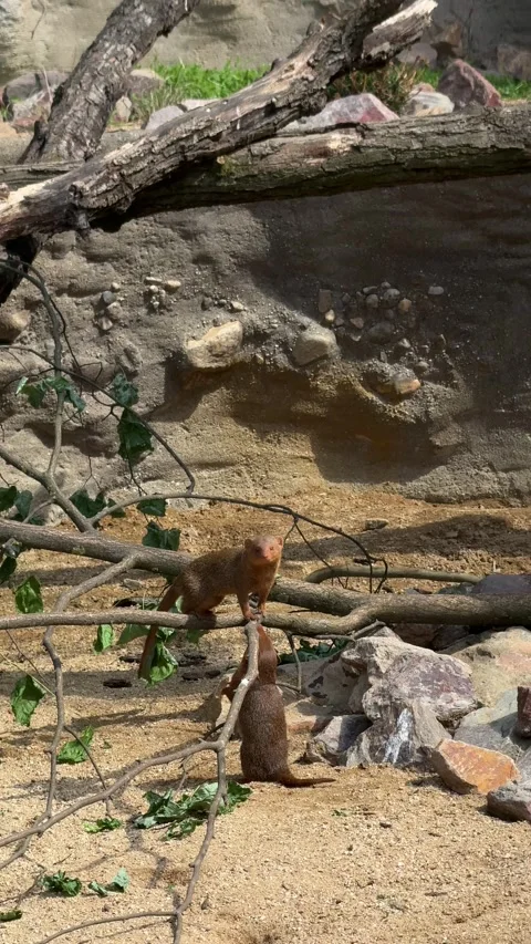 Common dwarf mongooses Helogale parvula interacting on branches in sandy habitat Stock Footage 340338213