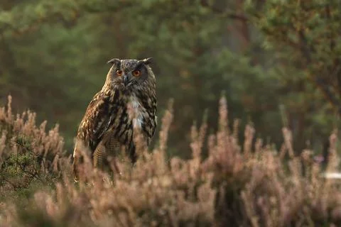 Common Eagle-owl (Bubo bubo) in the purple heather. Forest nature with big ow Stock Photos