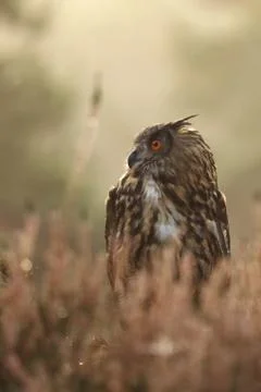 Common eagle-owl the largest owl in summer in forest - Bubo bubo Stock Photos