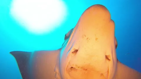 Common eagle ray swimming over the camera Stock-Footage 234550534