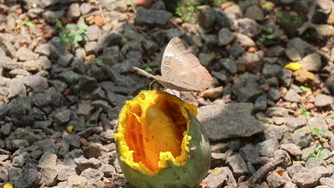 Common Earl butterfly feeding on fallen mango fruit on the ground. Stock Footage 314351000