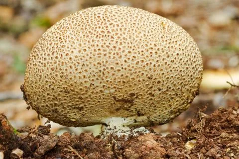 Common earthball, close-up Foto stock