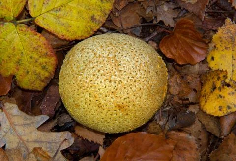 Common earthball Stock Photos