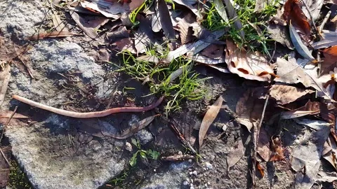 Common earthworm crawling on a rocky ground Stock Footage 123128811