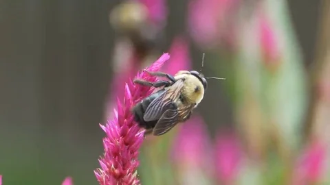 Common Eastern Bumble Bee 스톡 동영상 69146691